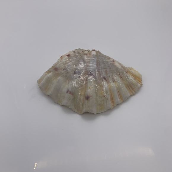 Decorative Bamboo Toothpicks With Seashells & HIPPOPUS Bear Claw Made In Hawaii - Picture 3 of 6